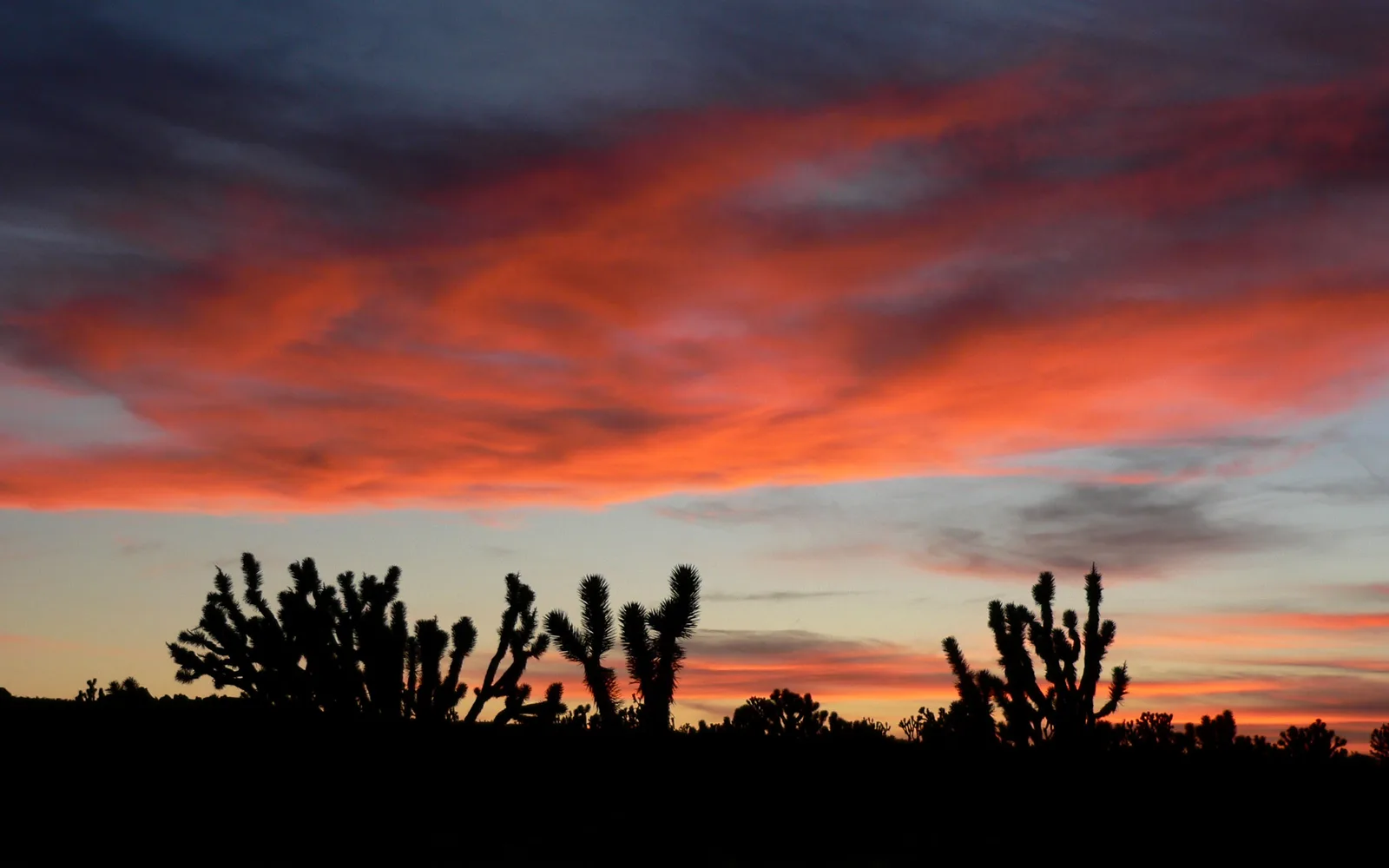 Sunset light illuminating Joshua trees and rocky terrain on Cima Dome in the Mojave Desert, with warm colors spreading across the landscape